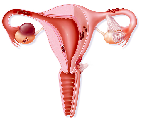 Репродуктивная система самки